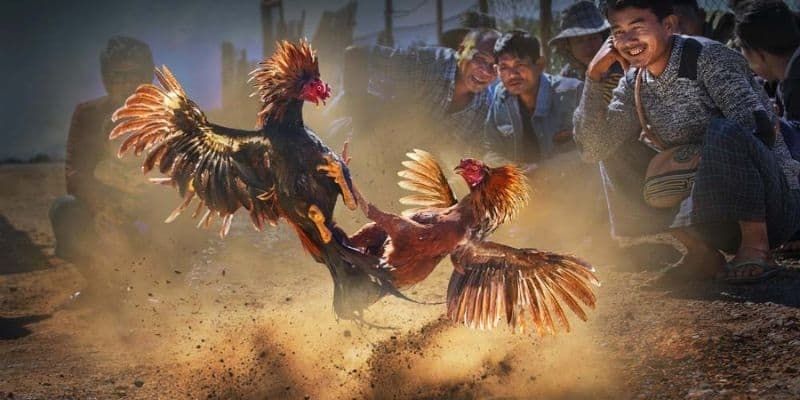 Các hình thức cá cược đá gà hot: cựa sắt, cựa dao, đá gà đòn